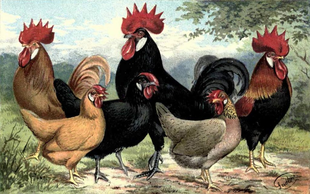 Buff Leghorn, Minorcan and Brown Leghorn Chickens