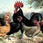 Spanish, Leghorn, Minorcan & Ancona Chickens