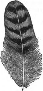 pencilled feather