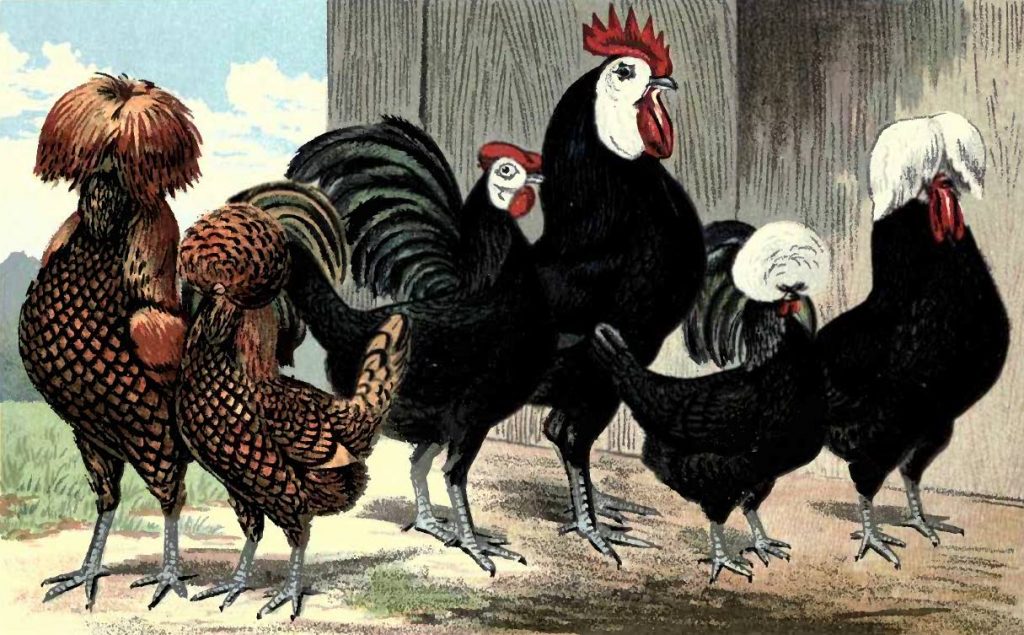 Golden Spangled Polish, Spanish and White-Crested Black Polish Chickens