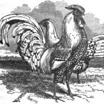 Pencilled and Spangled Hamburgh Fowl
