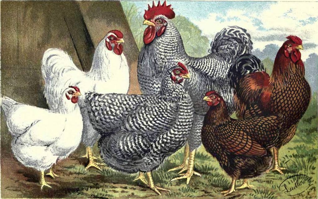 White Wyandotte, Plymouth Rocks and Golden Wyandotte Chickens