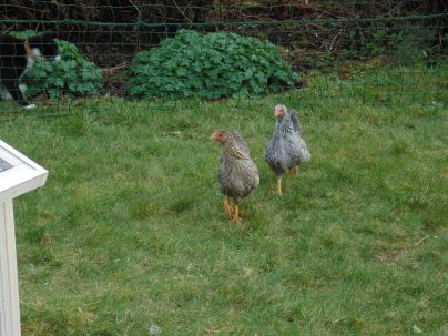 Free Range Chickens - Pasture Rotation