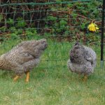 Free Range Poultry Land Management