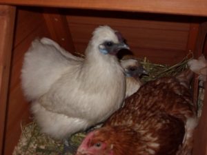 Silkie in House Shelter - Poultry Shelter