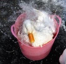 White Aylesbury Duck in a Pink Bucket