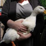 Back Garden Ducks - Duck Keeping Basics