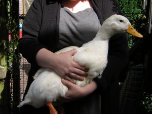 Holding an Aylesbury Duck