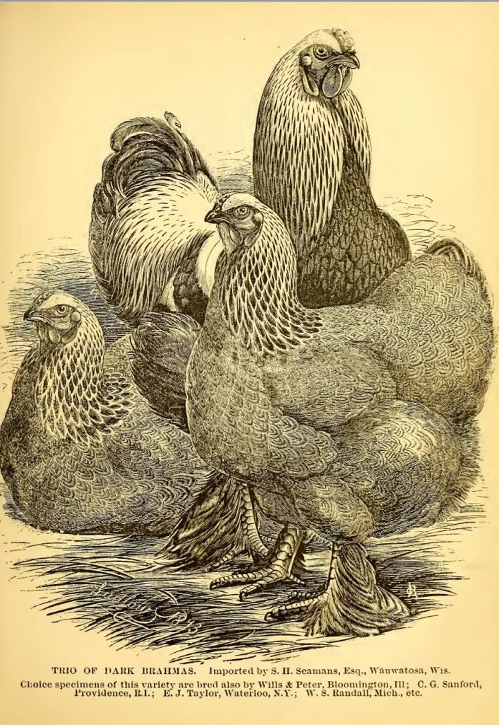 Brahma Chicken Trio