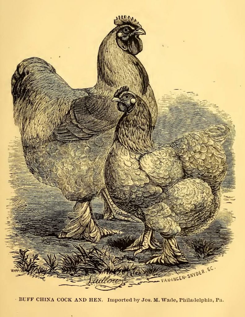 Buff China Cock and Hen