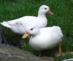 Popular Breeds of Ducks for Backyard or Garden