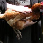 Impacted or Bound Crop in Chickens - A Guide