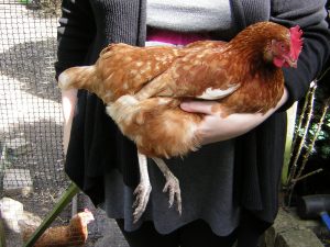 Chicken in Arms - Chicken Crop Resting on Arm