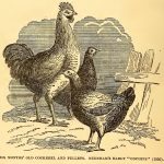 Cross Breeding Chickens - Importance of Crosses