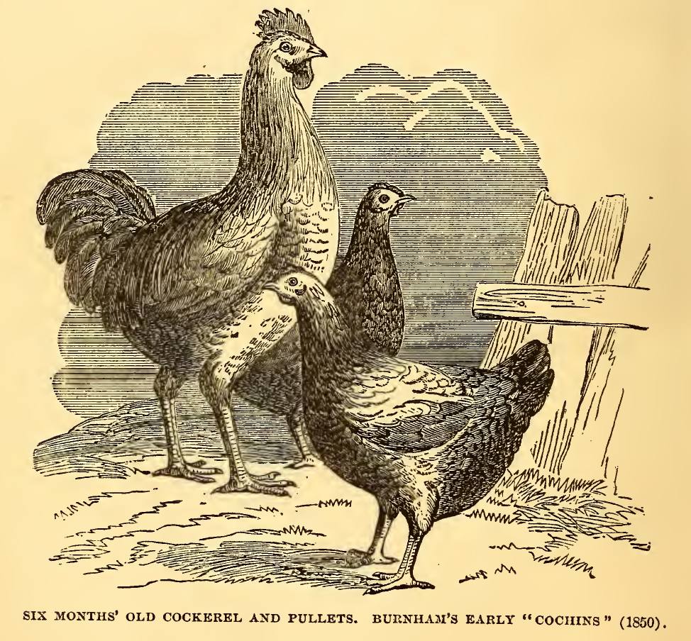 Cockerel and Pullets - Cross Breeding
