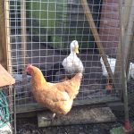 Keeping Chickens Healthy - A Guide