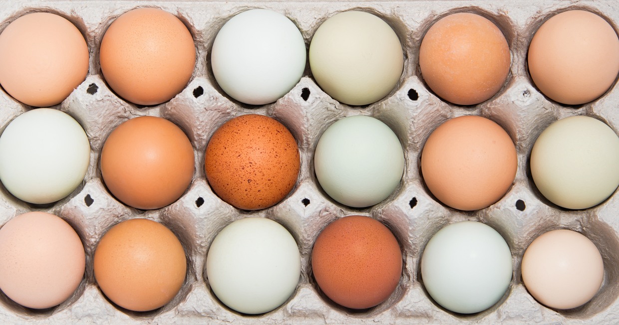Chicken Egg Color Chart