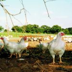 Free Range Poultry - How to Keep Free Range Poultry