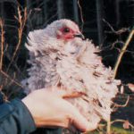 Keeping Bantam Chickens - Bantam Breeds