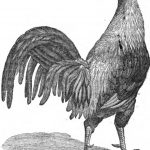 Cock Fighting & Game Fowl