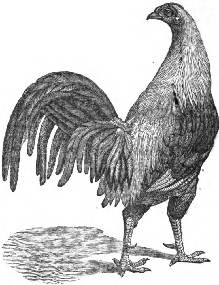Game Cock