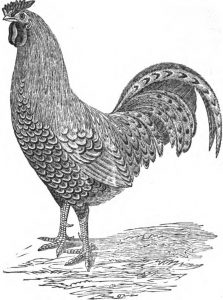 Golden Spangled Pheasant Cockerel
