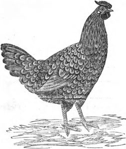 Golden Spangled Pheasant Hen