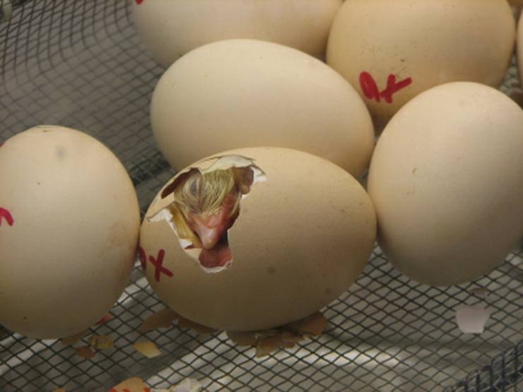 Hatching Fertile Eggs.