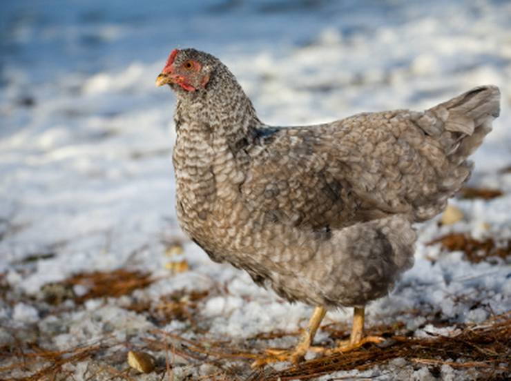 Hen in Winter