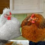 About Perches or Roosting Bars for Chickens