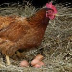 My hens have stopped laying eggs, why?
