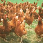 Alternative Organic Poultry Standards for Poultry Keepers