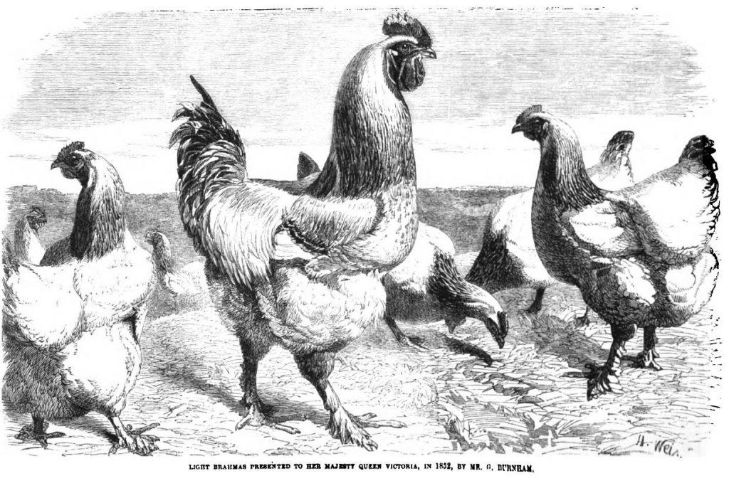 Queen Victoria's Brahma Chickens