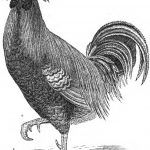 Spangled Hamburgh & Pheasant Fowl