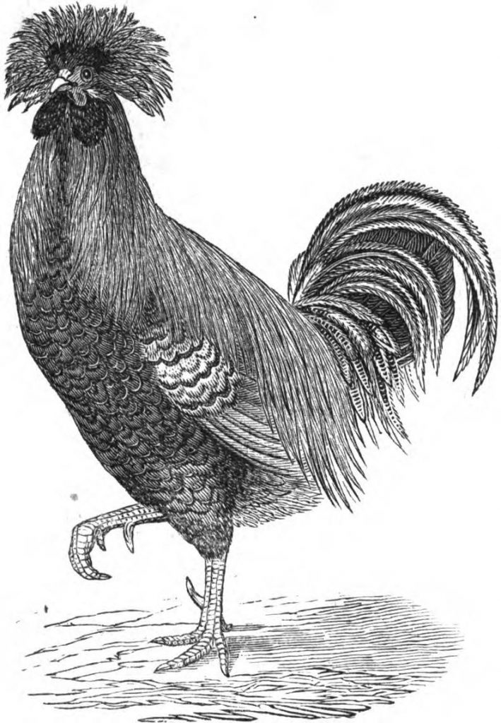 Spangled Hamburgh Cockerel