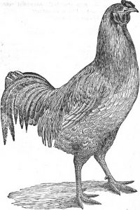 The Malay Cockerel