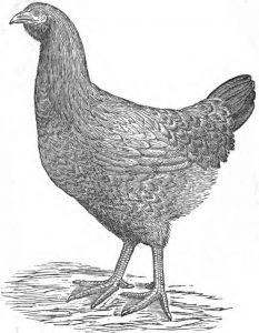 The Malay Hen