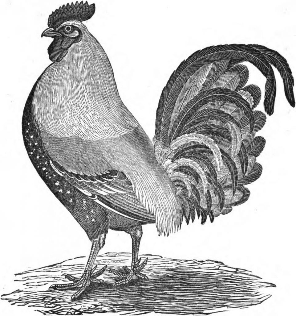 The True Dorking Cockerel
