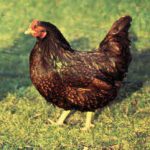 Organic Poultry - Keeping Chickens and Other Poultry Organically