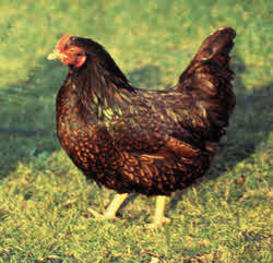 Barnveldar Bantam Free Ranging - Organic Poultry