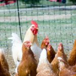 Do I need a licence or to register if I keep poultry?