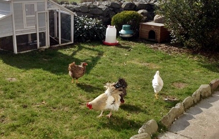 Chickens in the Garden