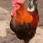 Environment and Poultry Behaviour and Aggression