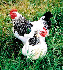 Two Light Sussex Bantams