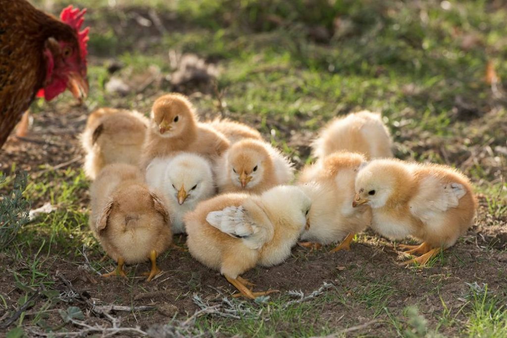 Breeding Chickens