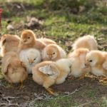 Breeding Chickens, Incubating, Hatching, Rearing