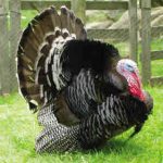 Guide to Keeping Turkeys - Introduction & Turkey Breeds