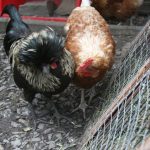 Sour Crop in Chickens - A Guide