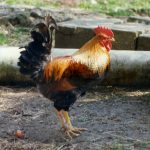 Stopping Noise Problems with Cockerels, Crowing Hens!