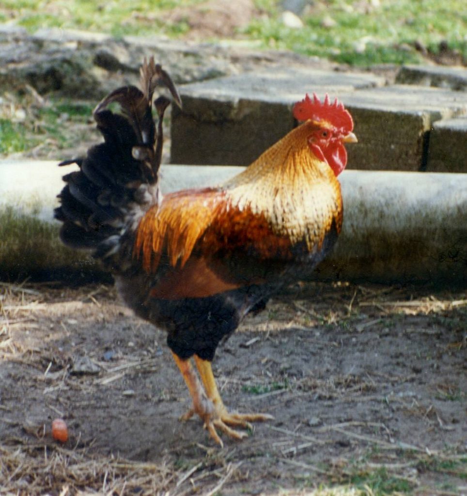 Cock Crowing